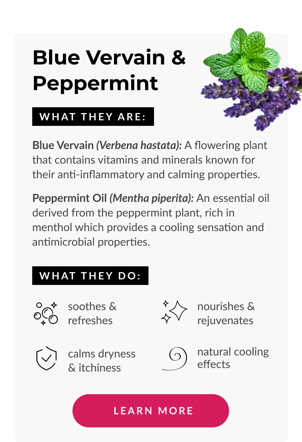 Blue Vervain & Peppermint. What They Are: Blue Vervain (Verbena hastata): A flowering plant that contains vitamins and minerals known for their anti-inflammatory and calming properties. Peppermint Oil (Mentha piperita): An essential oil derived from the peppermint plant, rich in menthol which provides a cooling sensation and antimicrobial properties.