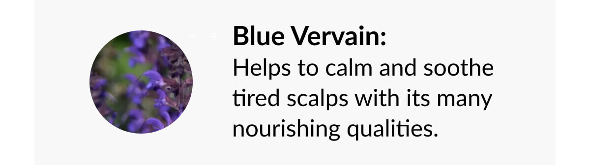 Blue Vervain: Helps to calm and soothe tired scalps with its many nourishing qualities.